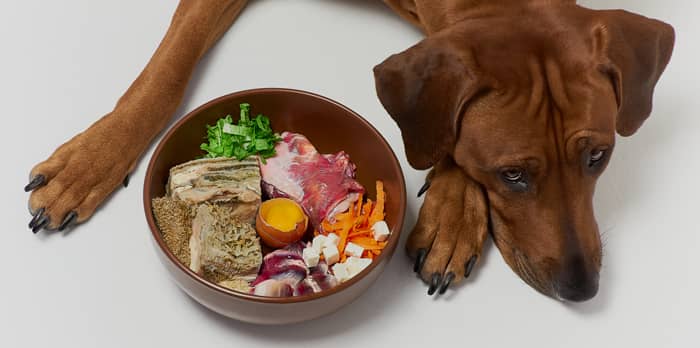 آلرژی غذایی در سگ ها