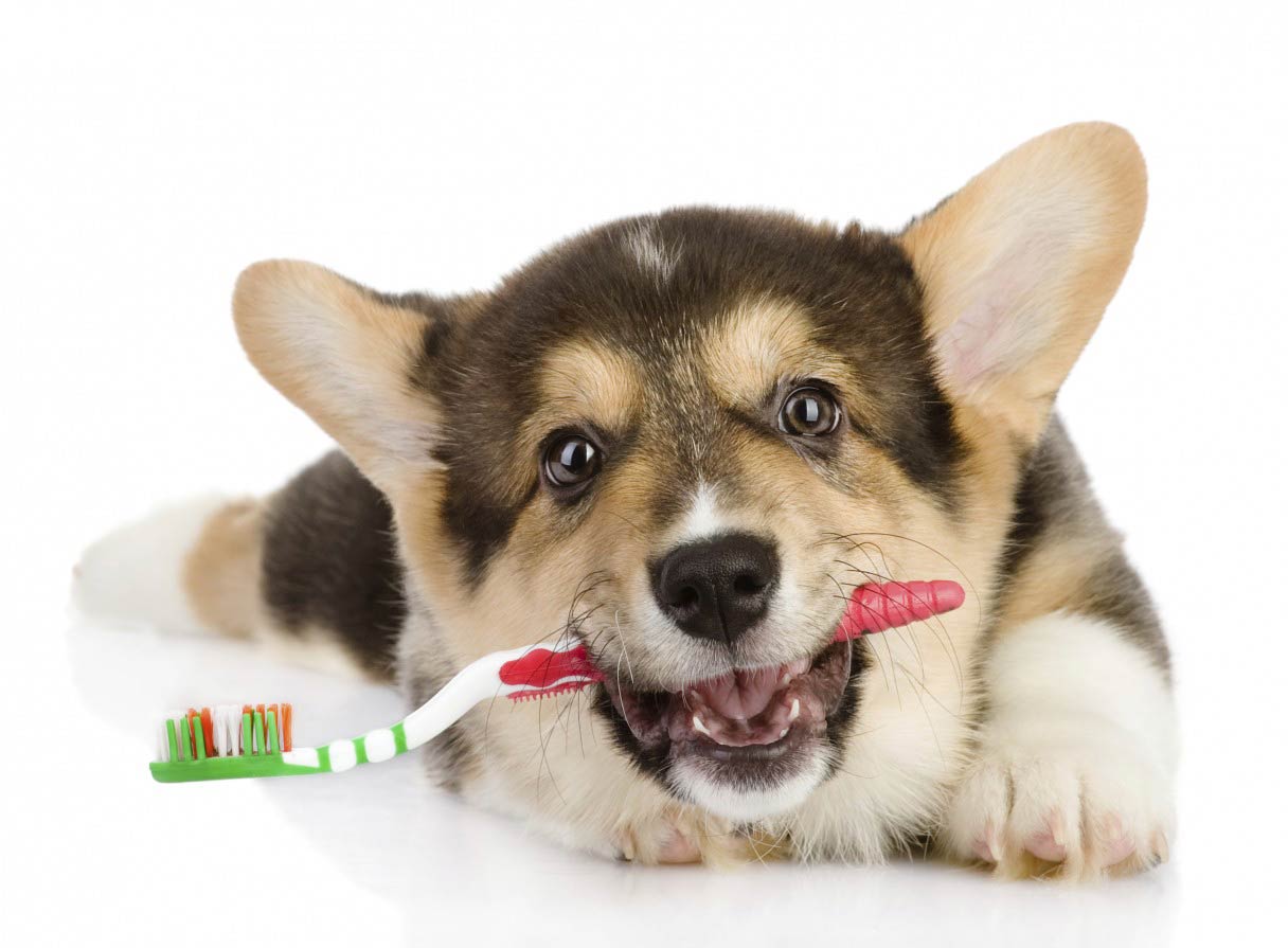 بهداشت و تمیزی دندان سگ