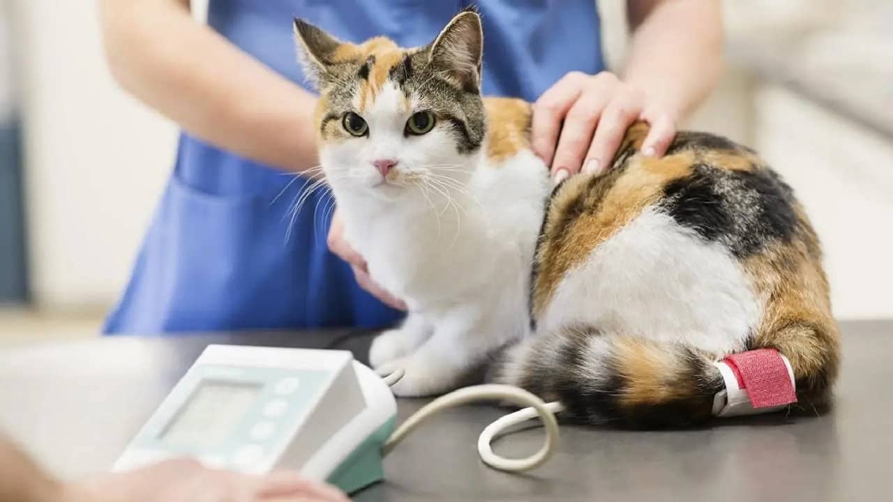 شایع ترین بیماری های گربه ها