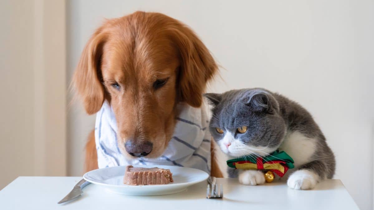 آیا می‌توانم از غذای سگ به گربه‌ام بدهم؟