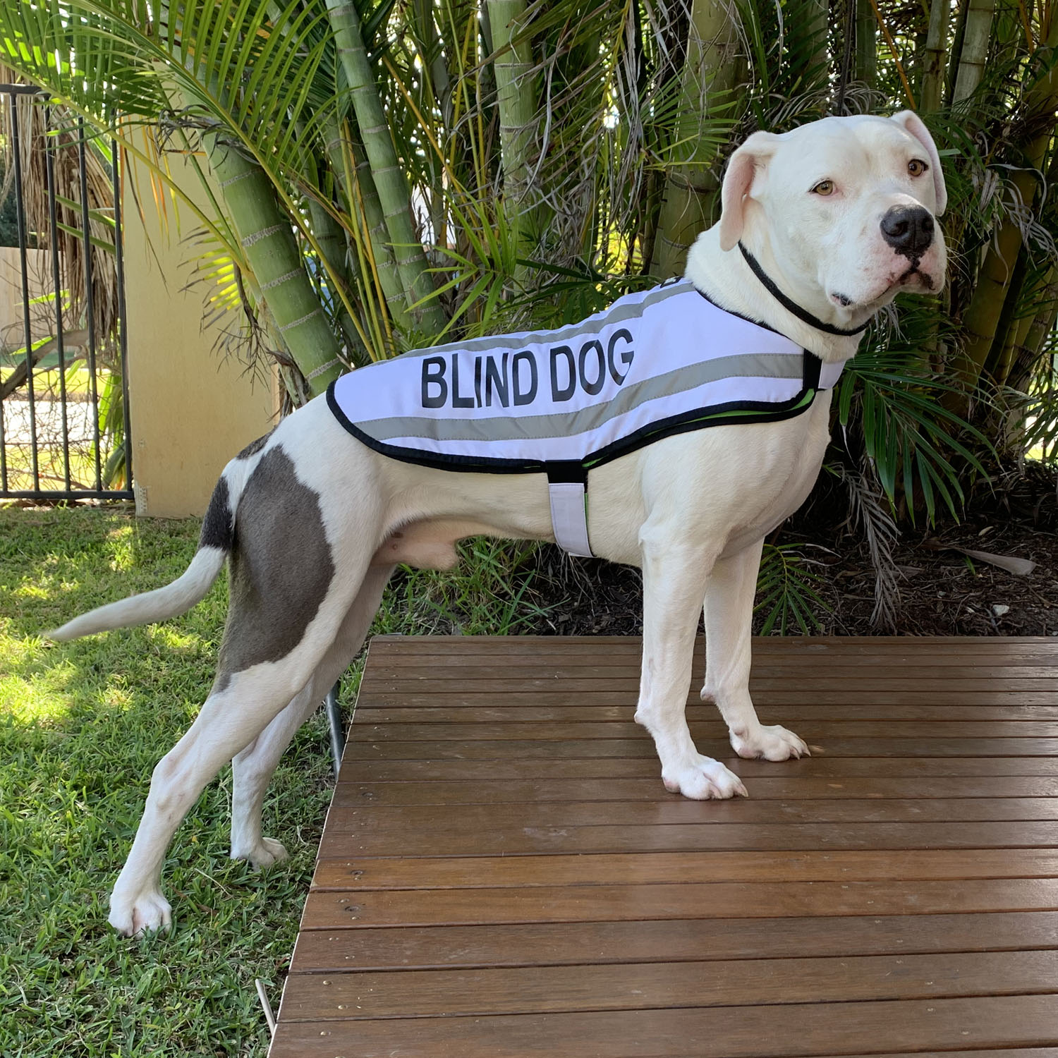 مراقبت و نگهداری از سگ نابینا