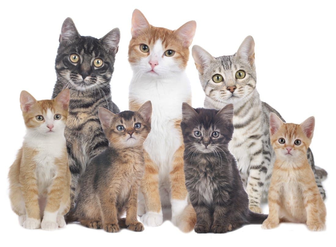 نژادهای محبوب و پرطرفدار گربه برای عاشقان گربه
