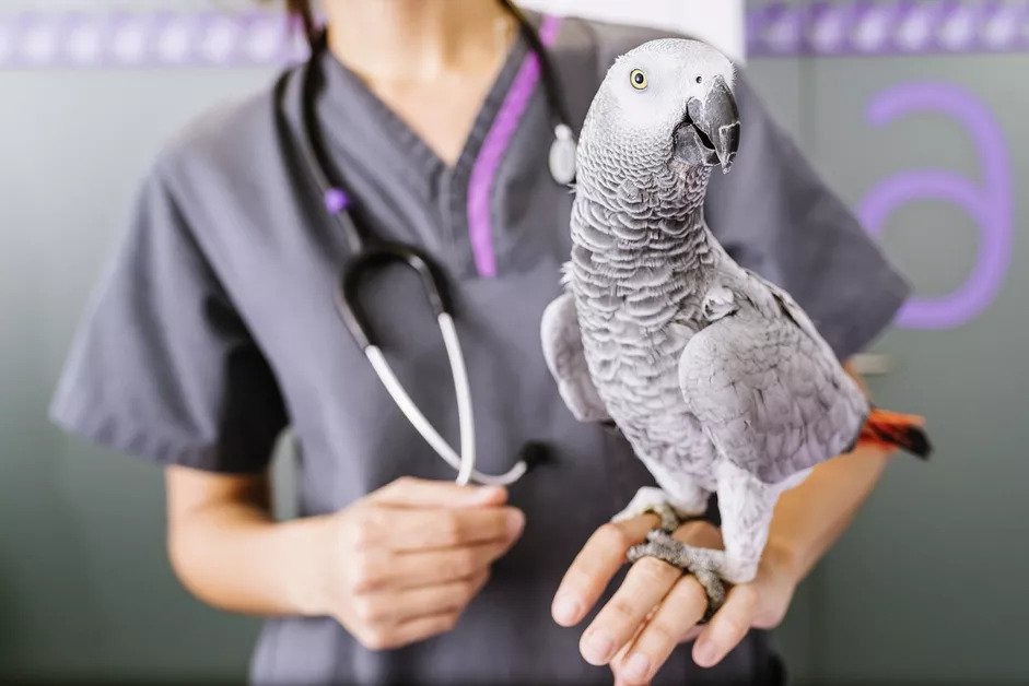6 بیماری مهم و رایج در پرندگان
