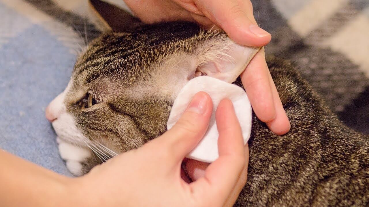 تمیز کردن گوش گربه