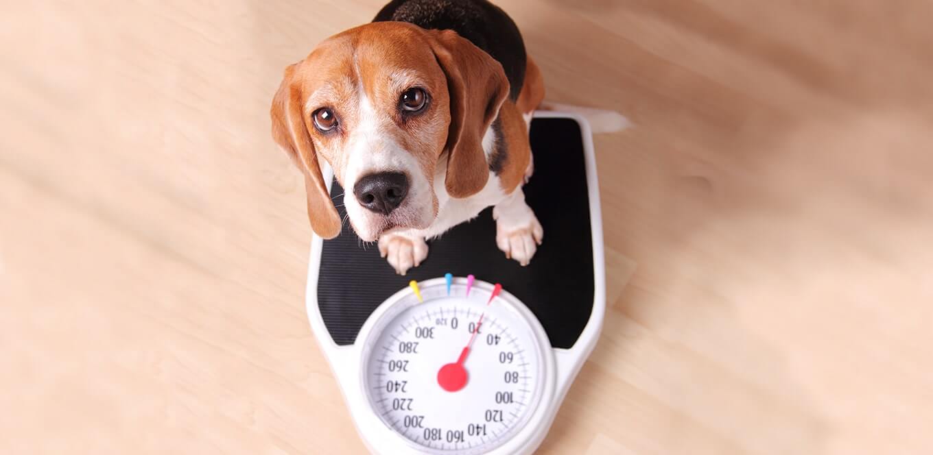 چاقی و اضافه وزن در سگ ها