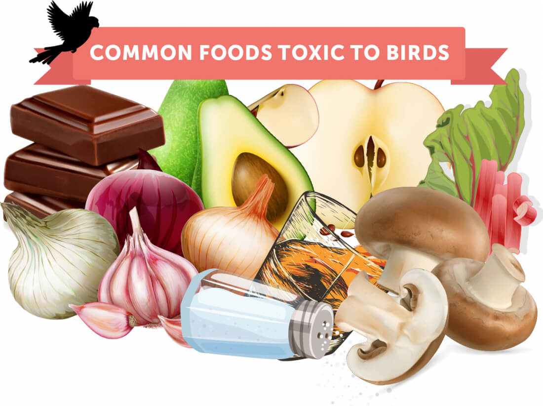 غذاها و خوردنی‌های خطرناک برای پرندگان