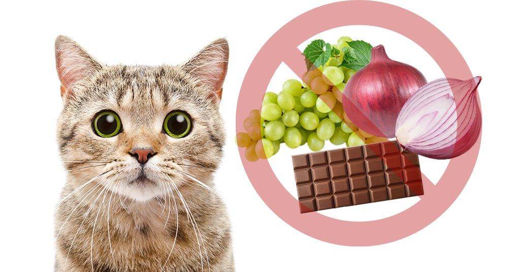 خوراکی و غذاهای خطرناک و سمی برای گربه‌ها
