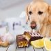 جه غذاهایی برای سگ ها خطرناک و کشنده است؟