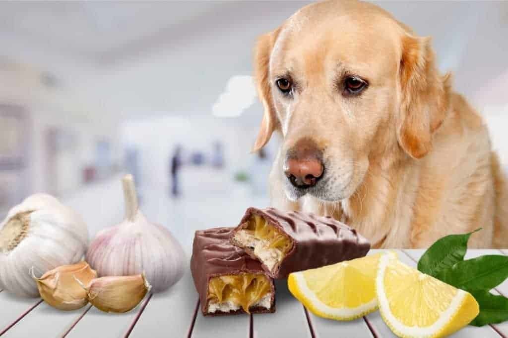 10 غذای سمی که سگ‌ها هرگز نباید بخورند.