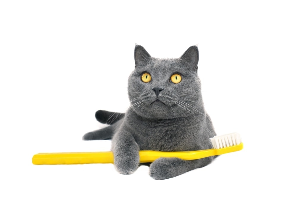 تمیز کردن دندان گربه