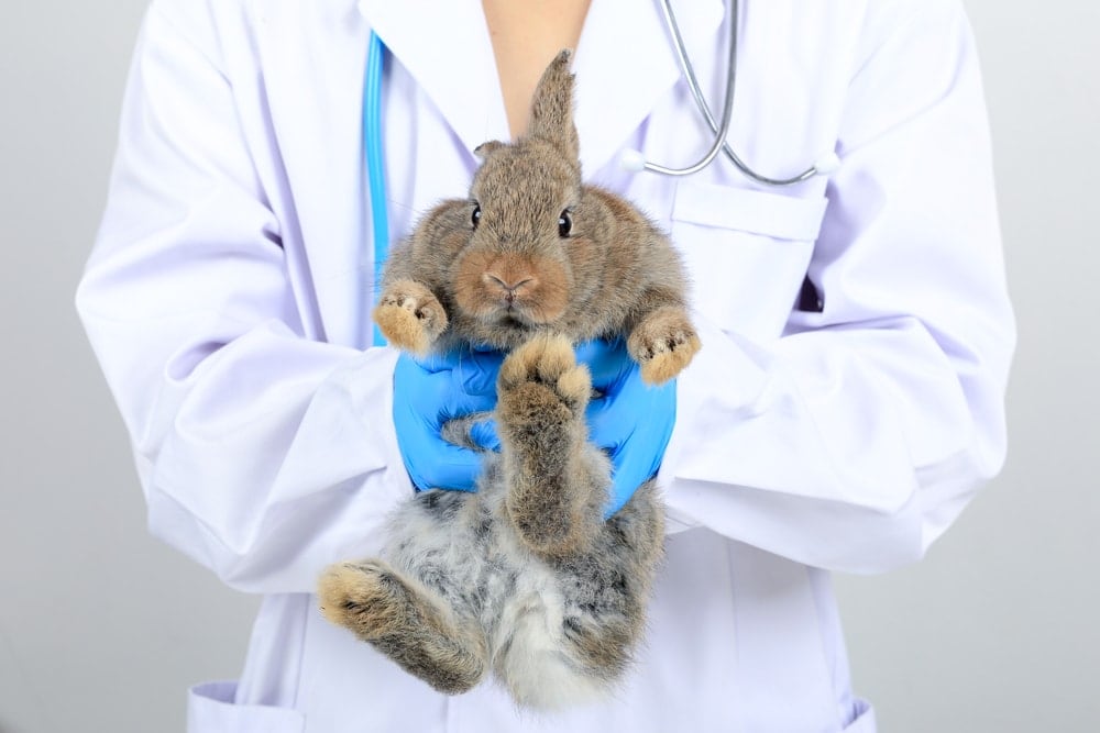 بیماری های شایع خرگوش ها- قسمت دوم