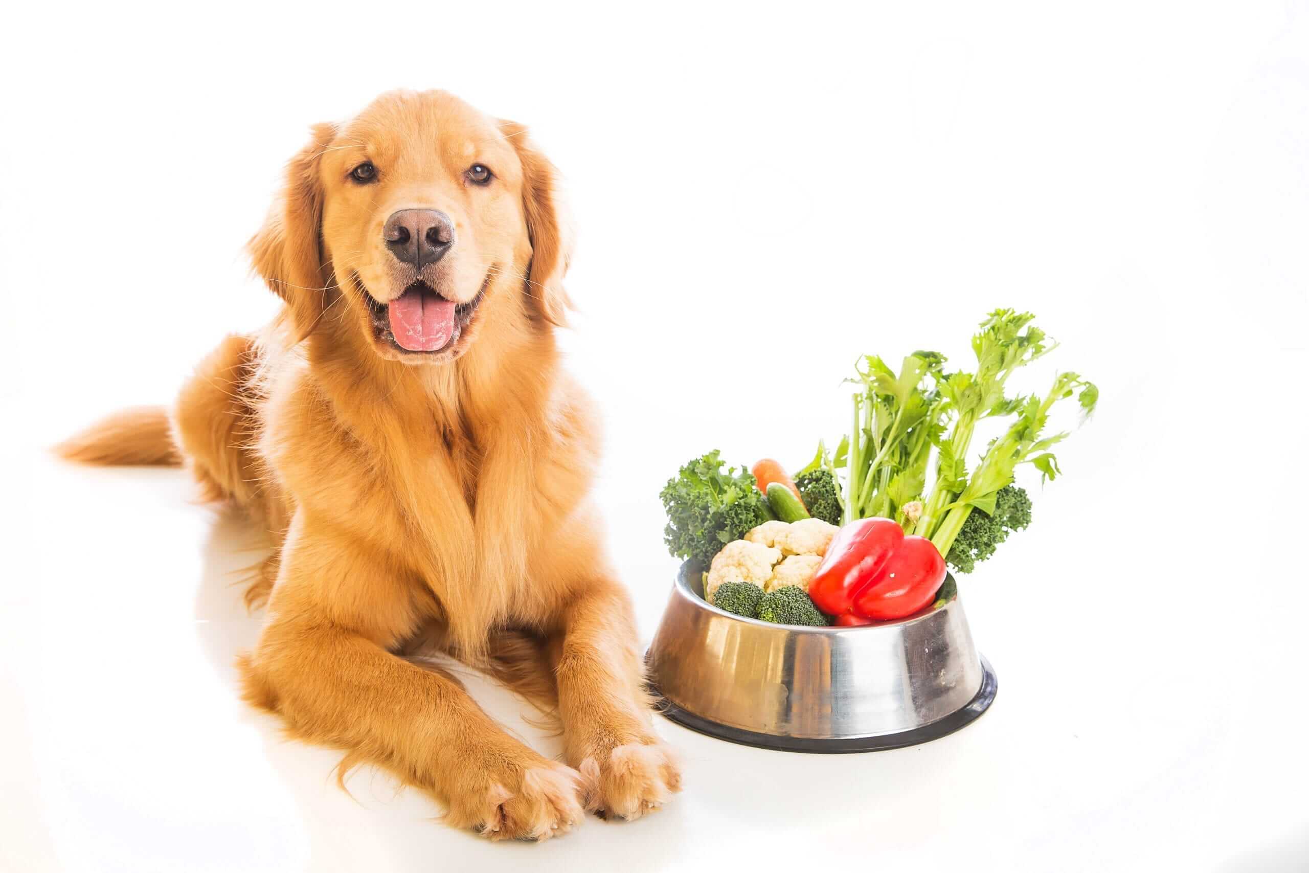 میوه ها و سبزیجات مفید برای سگ- قسمت اول