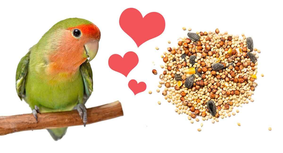 رژیم غذایی مناسب پرندگان