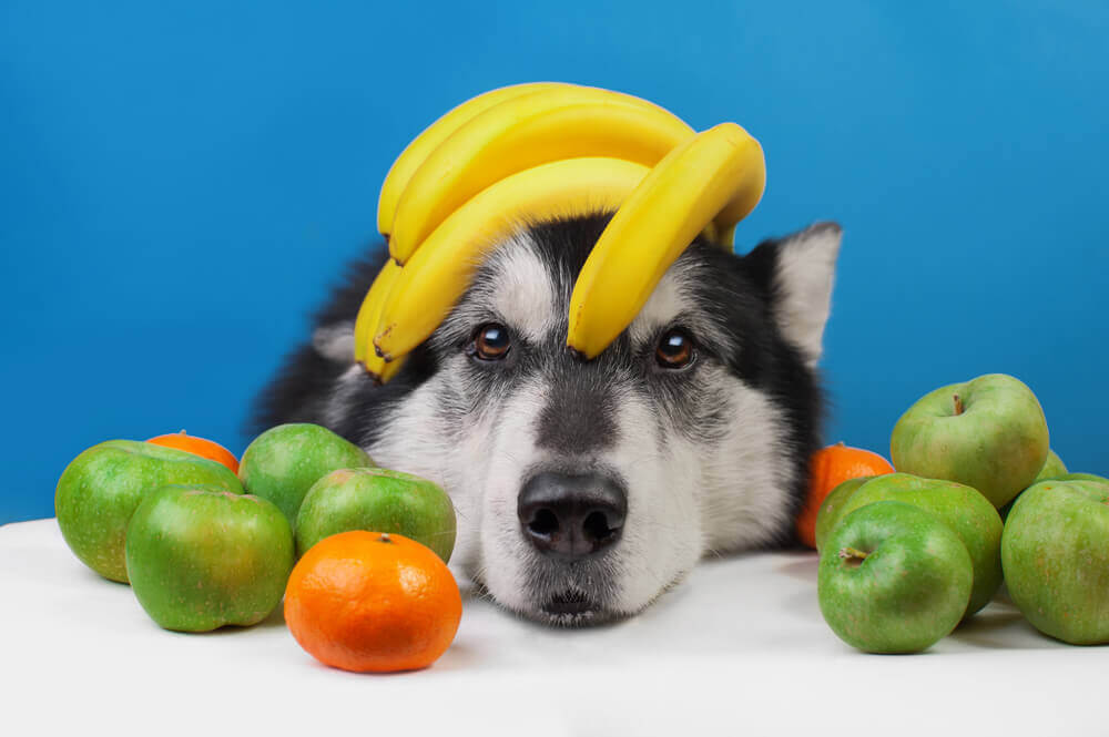 میوه‌ها و سبزی های مفید برای سگ ها- قسمت دوم