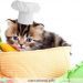 چه میوه و سبزی هایی برای گربه مفید است
