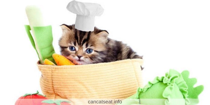 میوه و سبزی های مفید برای گربه