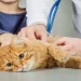 خطرات ویروس لوسمی گربه