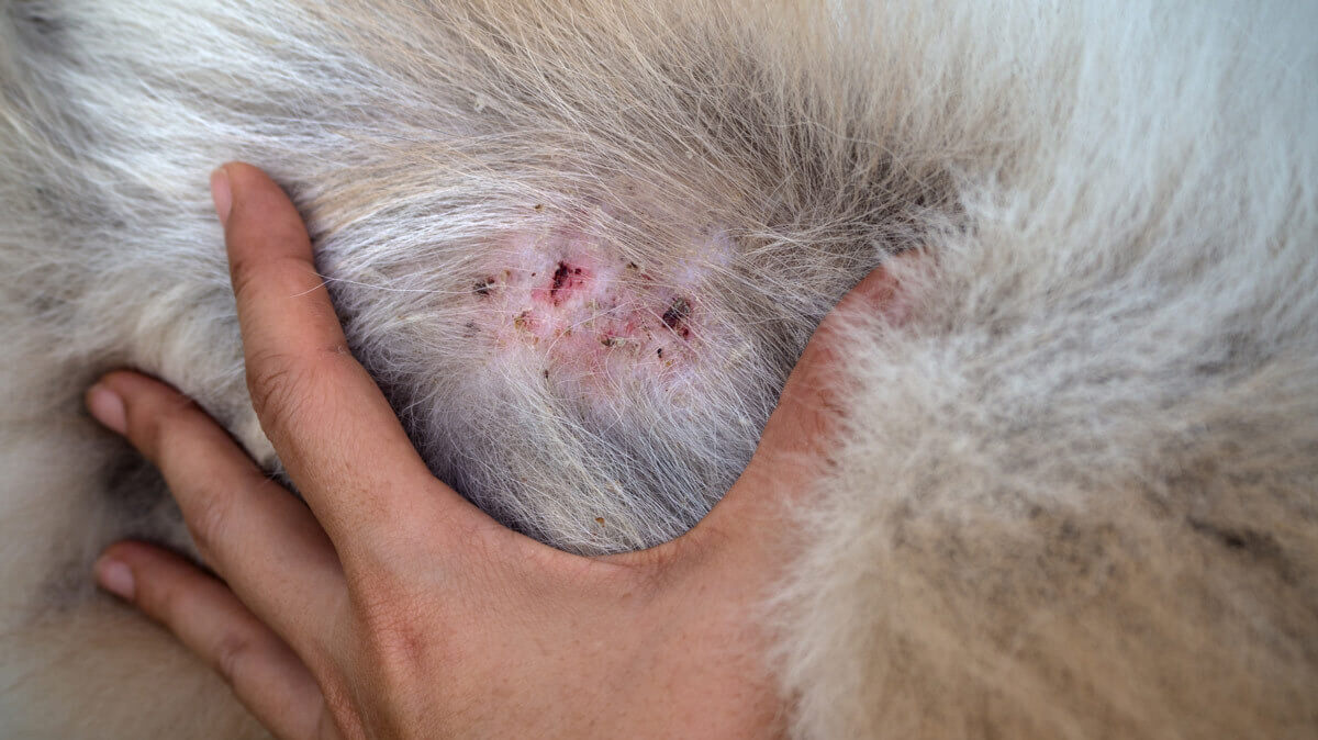 عفونت قارچی در سگ ها