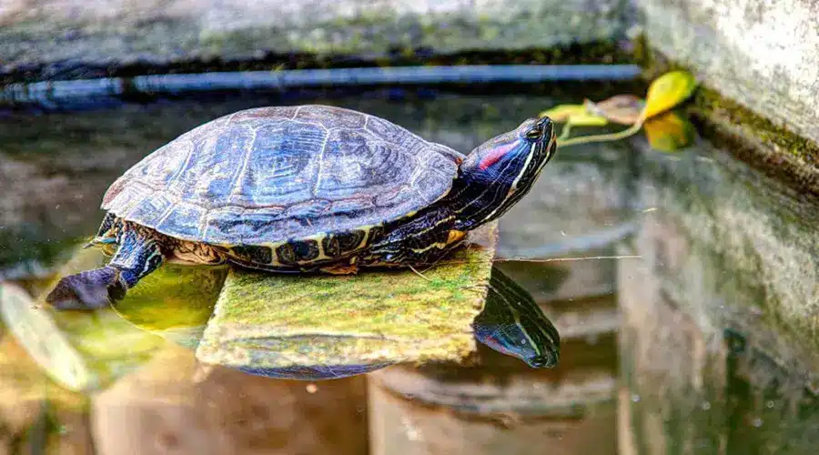 محل زندگی لاک پشت