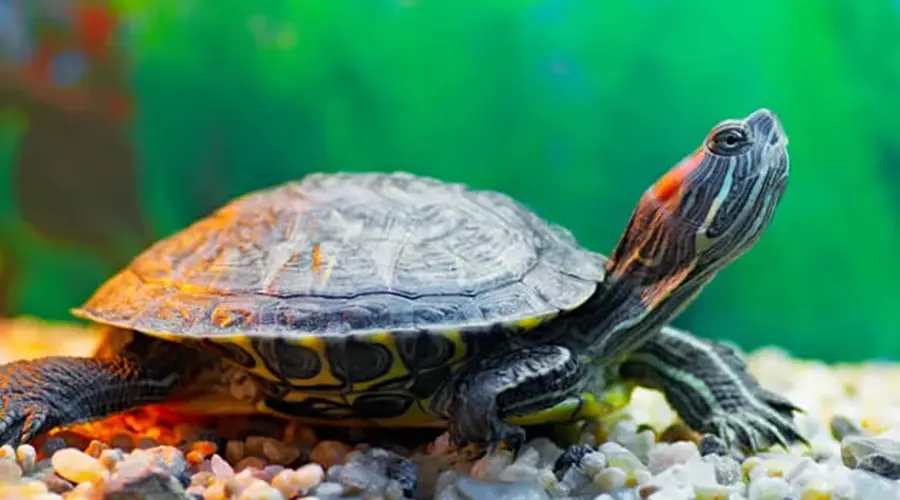 نژادهای لاک پشت برای نگهداری در خانه