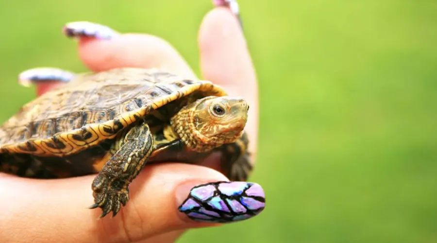 نگهداری از لاک پشت