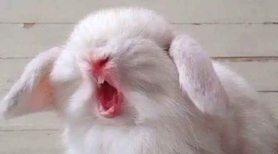 خرخر کردن خرگوش