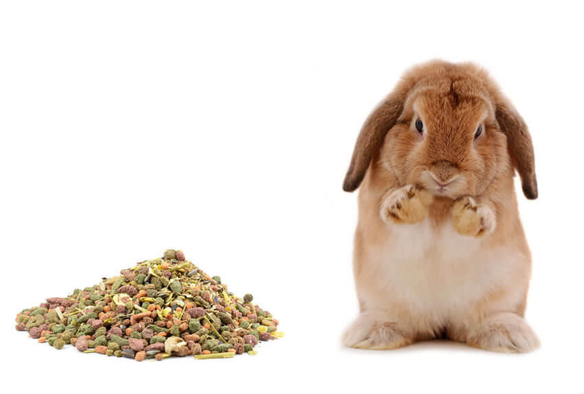 راهنمای غذای خرگوش