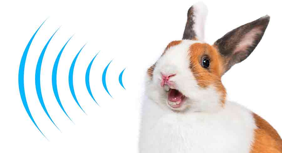 معنی صداهای خرگوش