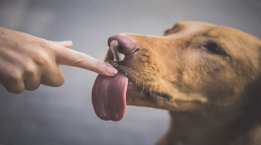 چرا سگ ها لیس می زنند؟ آیا خطرناک است؟ نیاز به درمان دارد؟