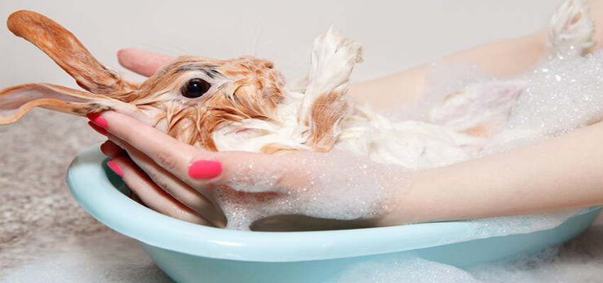 حمام کردن خرگوش در خانه