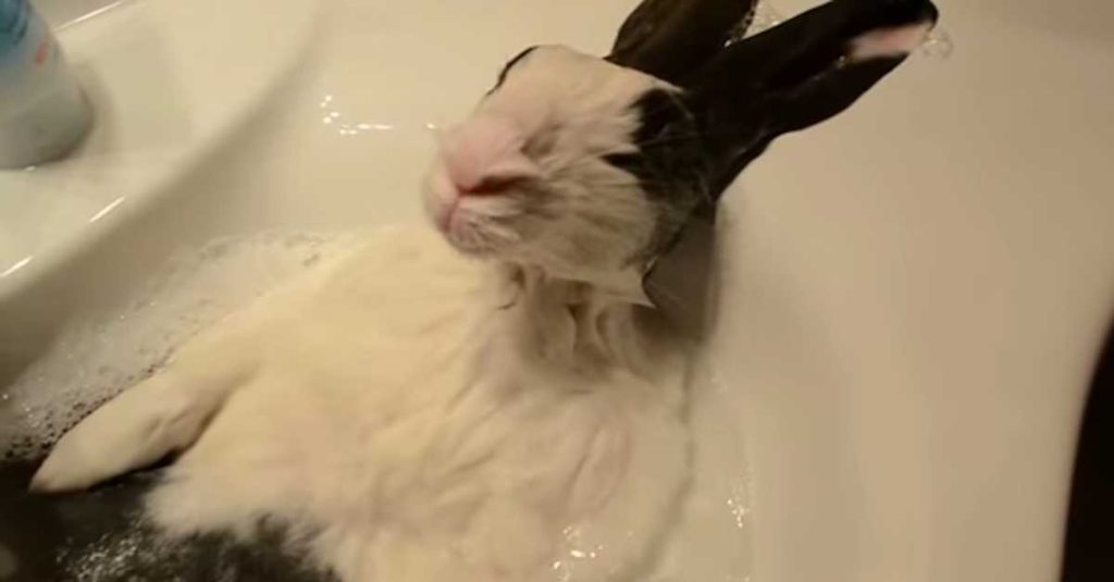 بهترین زمان برای حمام کردن خرگوش