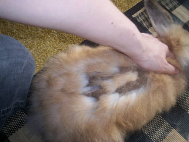 همه چیز در مورد ریزش موی خرگوش