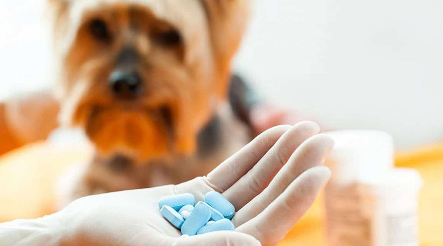 آنچه درباره مصرف آنتی بیوتیک برای سگ باید بدانید