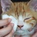 آیا اشک چشم گربه خطرناک است؟