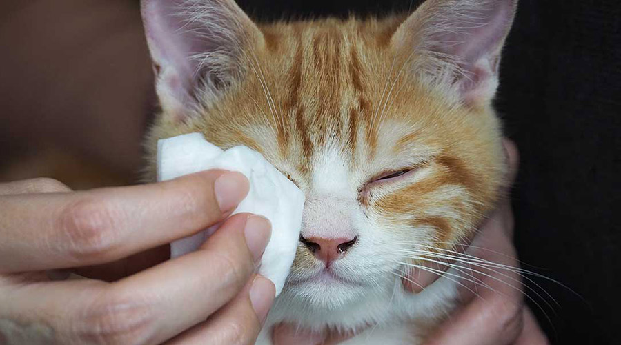 علت آبریزش و اشک چشم گربه چیست؟