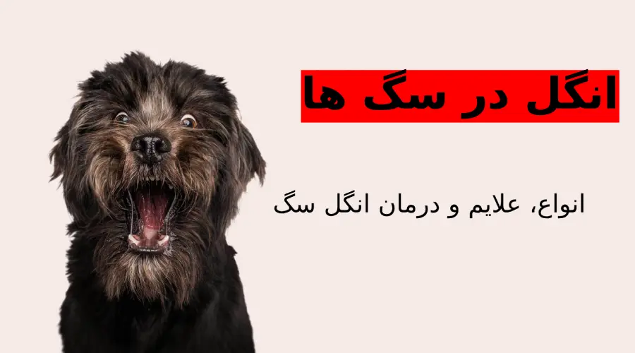 انواع قرص انگل سگ کدامند و چگونه باید آنها را به سگ بدهیم؟