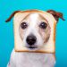 آیا برنج و نان برای سگ مفید است