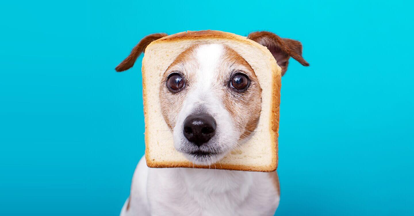 همه چیز درباره دادن نان و برنج به سگ، آیا نان و برنج برای سگ خوب است؟