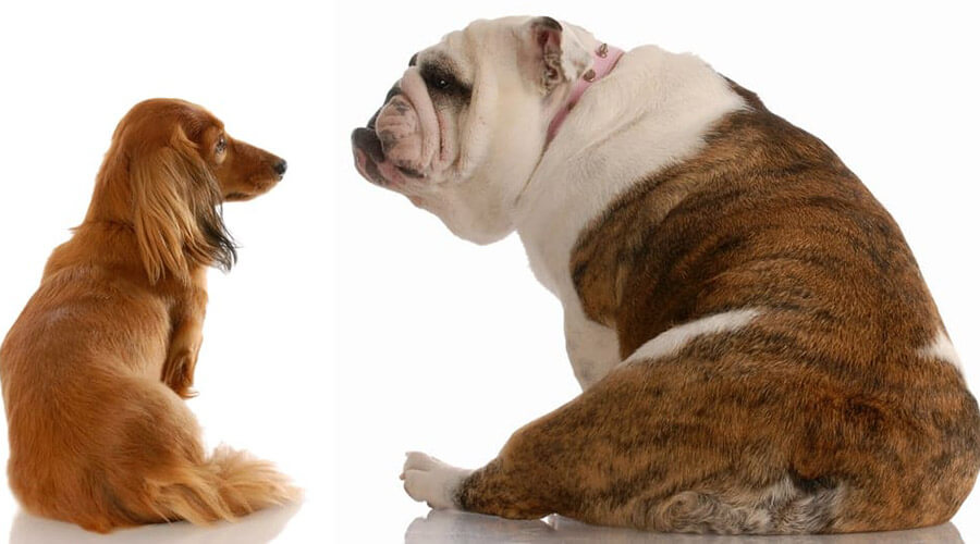 چاقی و لاغری سگ و نحوه برطرف کردن مشکلات وزنی سگ