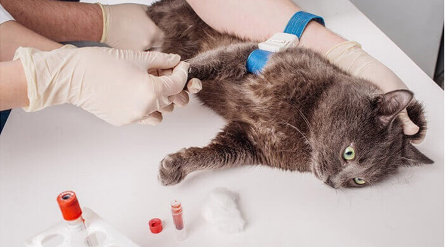 کم خونی گربه، عوامل، نحوه تشخیص و درمان