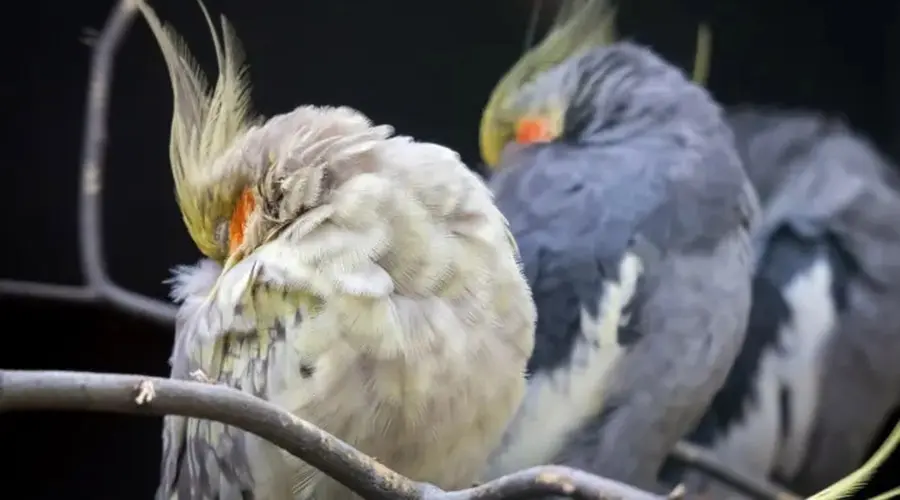 دلایل بیحالی عروس هلندی