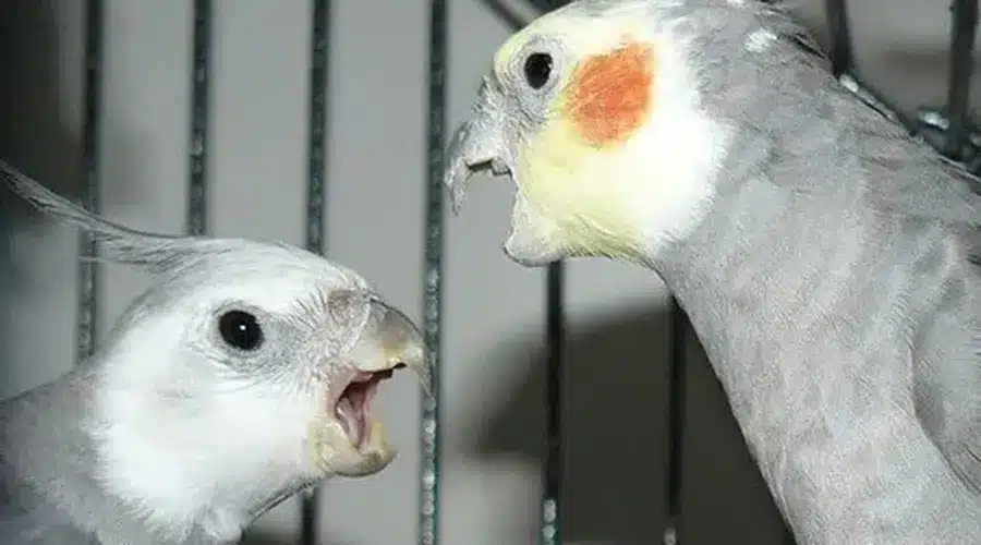 رفع بیحالی عروس هلندی