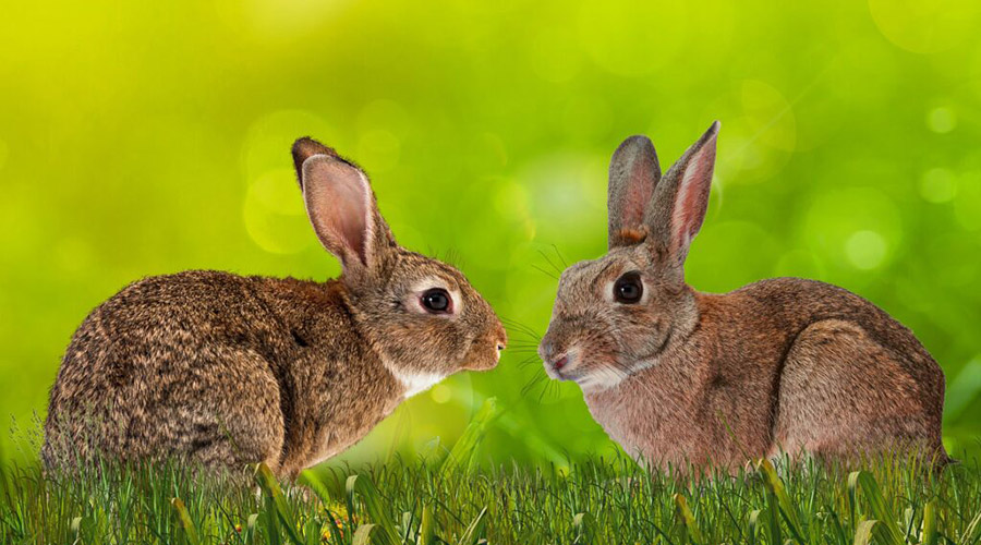 عقیم کردن خرگوش + دلایل، عوارض و فواید آن