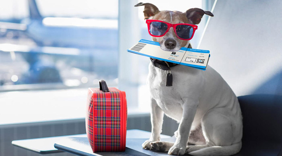 شرایط و هزینه حمل حیوانات خانگی با هواپیما