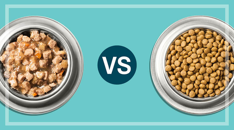 تفاوت غذای کنسروی و غذای خشک سگ ، مزایا و معایب هر کدام