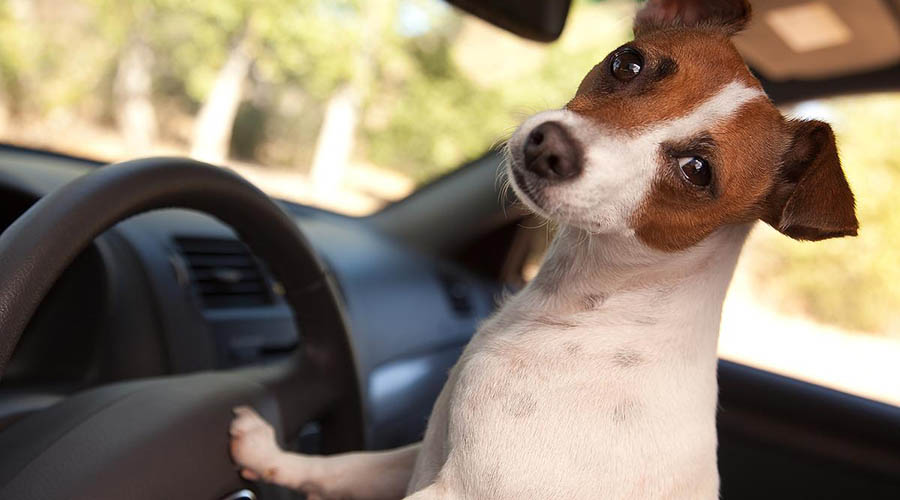 راهنمای سفر کردن با سگ با ماشین
