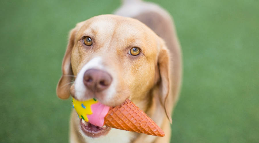 بهترین بستنی سگ