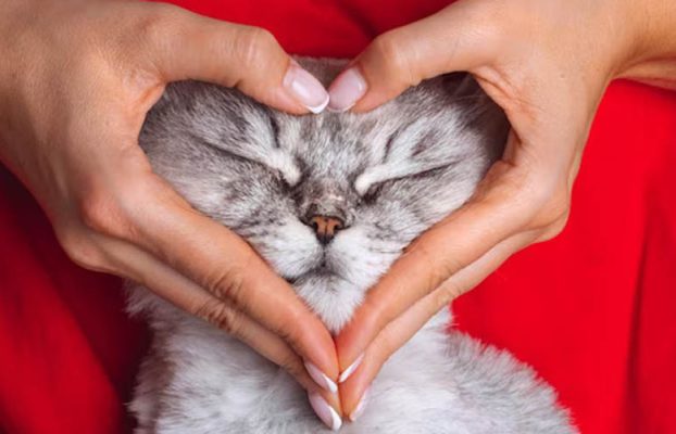 آشنایی با بیماری‌های قلبی گربه‌ها