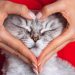 علایم بیماری های قلبی در گربه ها