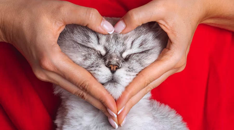 آشنایی با بیماری‌های قلبی گربه‌ها